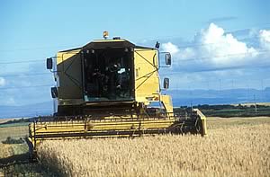 wheat harvest